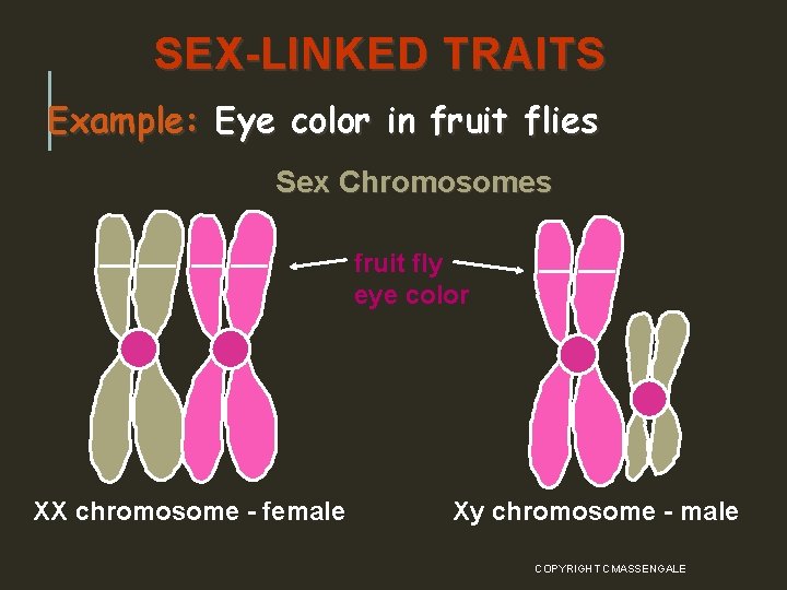 SEX-LINKED TRAITS Example: Eye color in fruit flies Sex Chromosomes fruit fly eye color