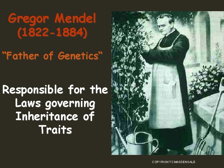 Gregor Mendel (1822 -1884) “Father of Genetics“ Responsible for the Laws governing Inheritance of