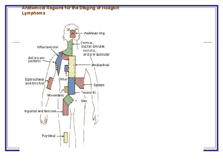 Anatomical Regions for the Staging of Hodgkin Lymphoma 