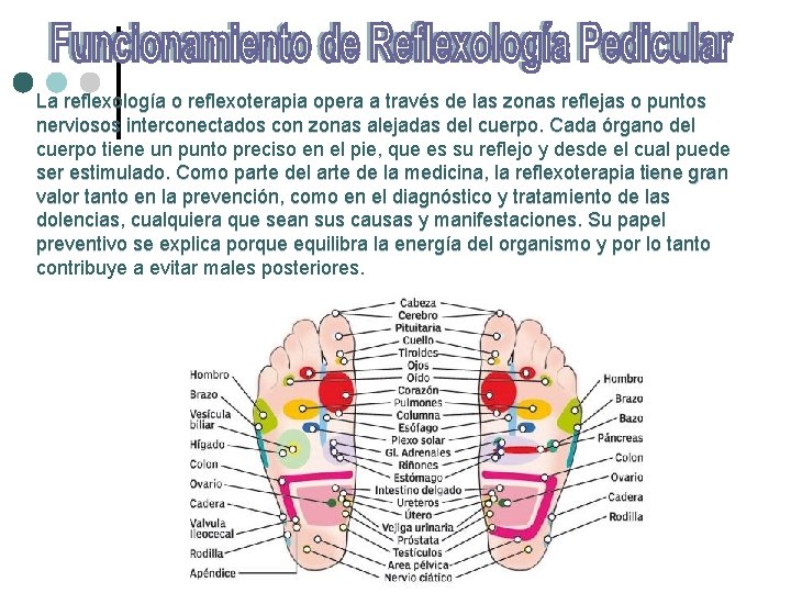 La reflexología o reflexoterapia opera a través de las zonas reflejas o puntos nerviosos