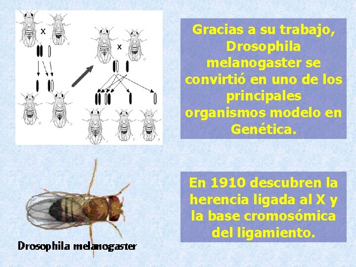Gracias a su trabajo, Drosophila melanogaster se convirtió en uno de los principales organismos