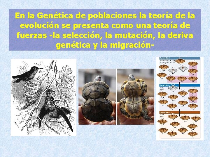 En la Genética de poblaciones la teoría de la evolución se presenta como una