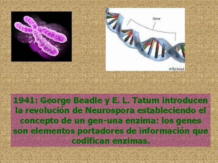 1941: George Beadle y E. L. Tatum introducen la revolución de Neurospora estableciendo el