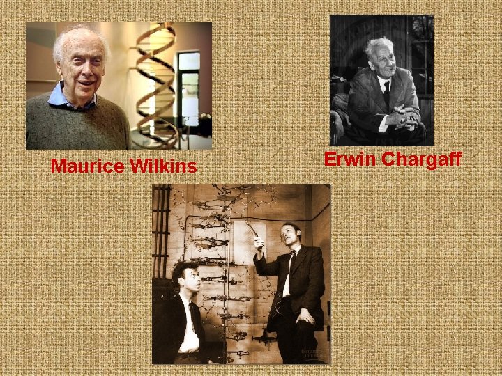 Maurice Wilkins Erwin Chargaff 