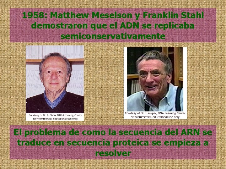 1958: Matthew Meselson y Franklin Stahl demostraron que el ADN se replicaba semiconservativamente El