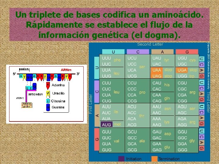 Un triplete de bases codifica un aminoácido. Rápidamente se establece el flujo de la