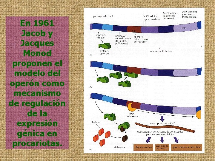 En 1961 Jacob y Jacques Monod proponen el modelo del operón como mecanismo de