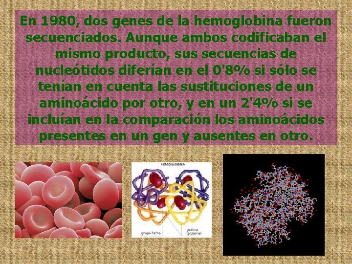 En 1980, dos genes de la hemoglobina fueron secuenciados. Aunque ambos codificaban el mismo