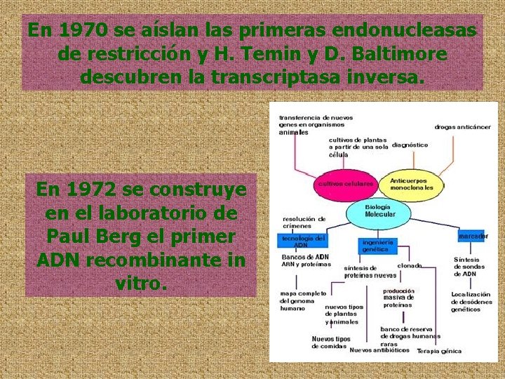 En 1970 se aíslan las primeras endonucleasas de restricción y H. Temin y D.