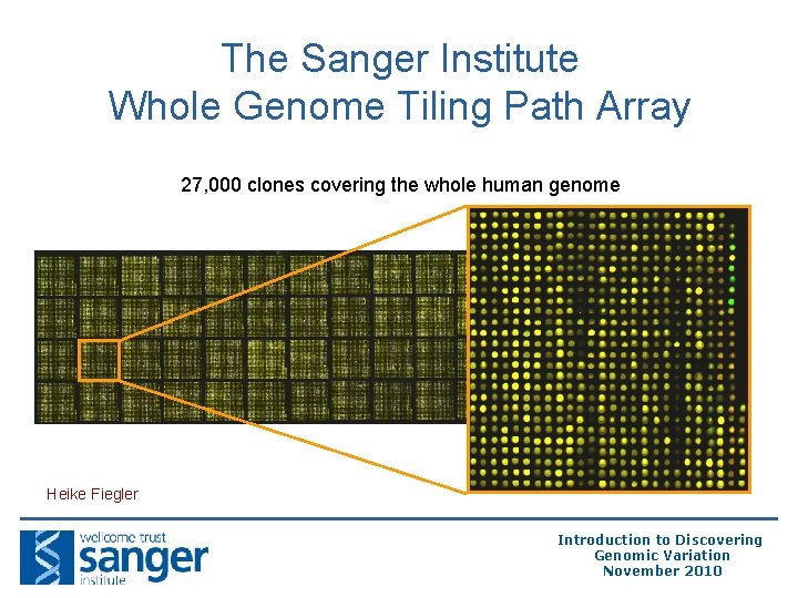 The Sanger Institute Whole Genome Tiling Path Array 27, 000 clones covering the whole The Sanger Institute Whole Genome Tiling Path Array 27, 000 clones covering the whole