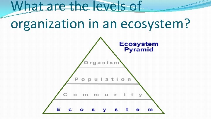 What are the levels of organization in an ecosystem? 