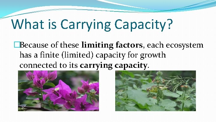 What is Carrying Capacity? �Because of these limiting factors, each ecosystem has a finite