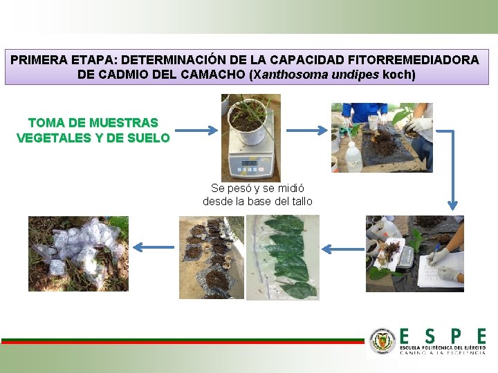 PRIMERA ETAPA: DETERMINACIÓN DE LA CAPACIDAD FITORREMEDIADORA DE CADMIO DEL CAMACHO (Xanthosoma undipes koch)