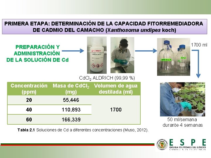 PRIMERA ETAPA: DETERMINACIÓN DE LA CAPACIDAD FITORREMEDIADORA DE CADMIO DEL CAMACHO (Xanthosoma undipes koch)