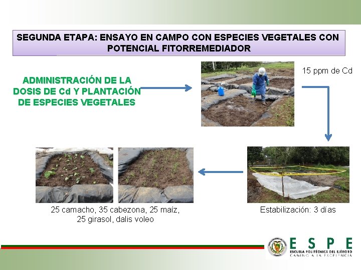 SEGUNDA ETAPA: ENSAYO EN CAMPO CON ESPECIES VEGETALES CON POTENCIAL FITORREMEDIADOR 15 ppm de