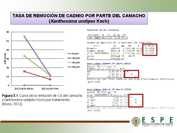 TASA DE REMOCIÓN DE CADMIO POR PARTE DEL CAMACHO (Xanthosoma undipes Koch) 60 50