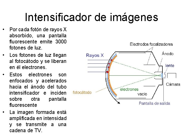 Intensificador de imágenes • Por cada fotón de rayos X absorbido, una pantalla fluorescente