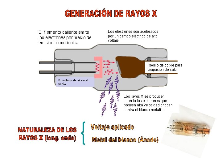 El filamento caliente emite los electrones por medio de emisión termo iónica Los electrones