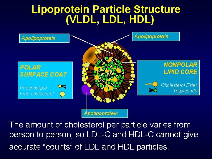 Lipoprotein Particle Structure (VLDL, HDL) Apolipoprotein NONPOLAR LIPID CORE POLAR SURFACE COAT Cholesterol Ester