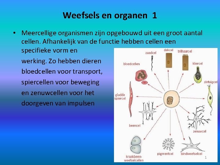 Weefsels en organen 1 • Meercellige organismen zijn opgebouwd uit een groot aantal cellen.