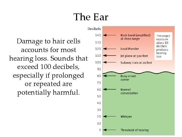 The Ear Damage to hair cells accounts for most hearing loss. Sounds that exceed
