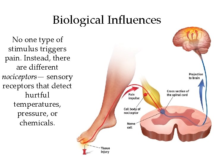 Biological Influences No one type of stimulus triggers pain. Instead, there are different nociceptors—