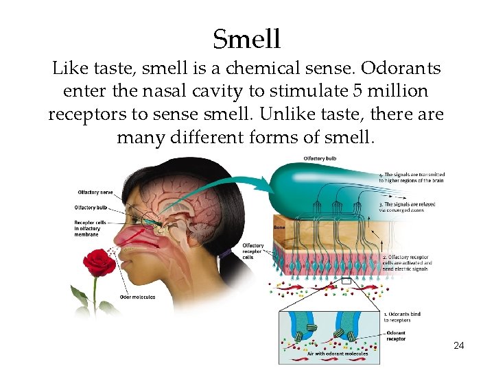 Smell Like taste, smell is a chemical sense. Odorants enter the nasal cavity to