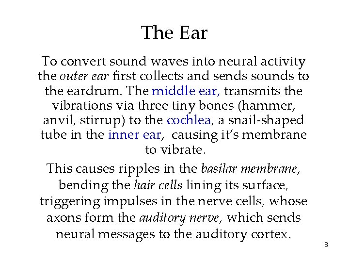 The Ear To convert sound waves into neural activity the outer ear first collects