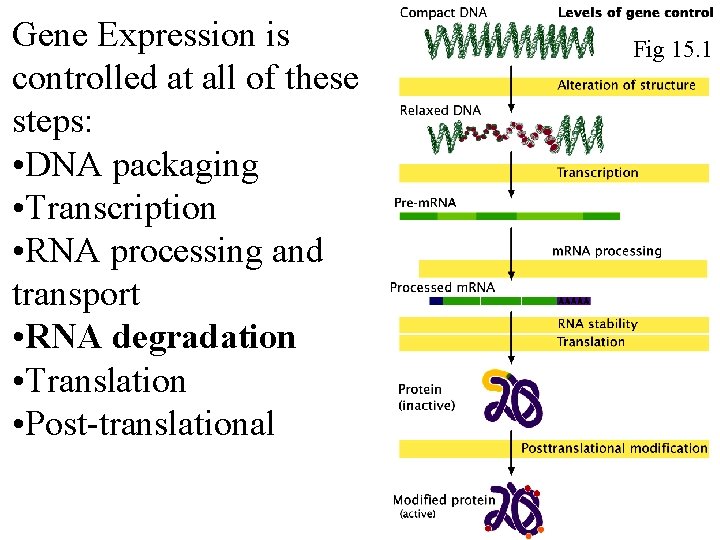 Gene Expression is controlled at all of these steps: • DNA packaging • Transcription