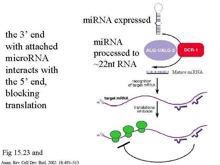 mi. RNA expressed the 3’ end with attached micro. RNA interacts with the 5’