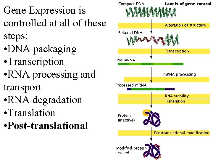 Gene Expression is controlled at all of these steps: • DNA packaging • Transcription