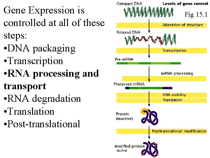 Gene Expression is controlled at all of these steps: • DNA packaging • Transcription