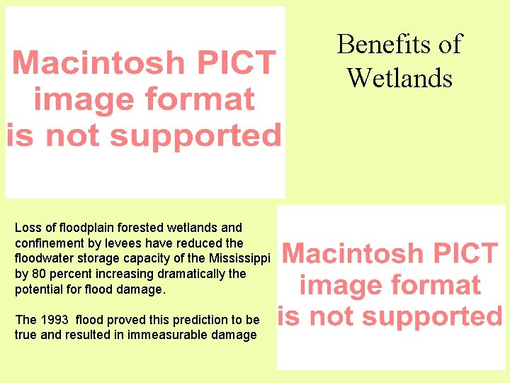 Benefits of Wetlands Loss of floodplain forested wetlands and confinement by levees have reduced