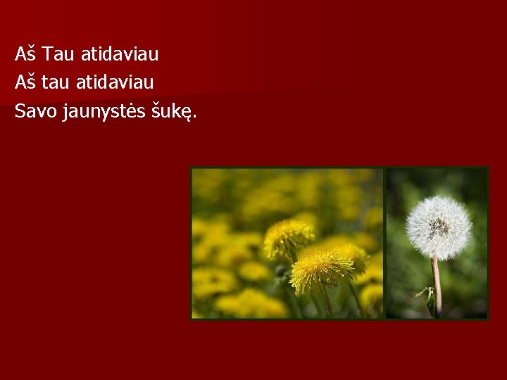 Aš Tau atidaviau Aš tau atidaviau Savo jaunystės šukę. 
