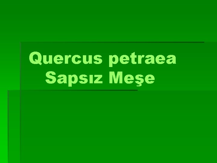 Quercus petraea Sapsız Meşe 