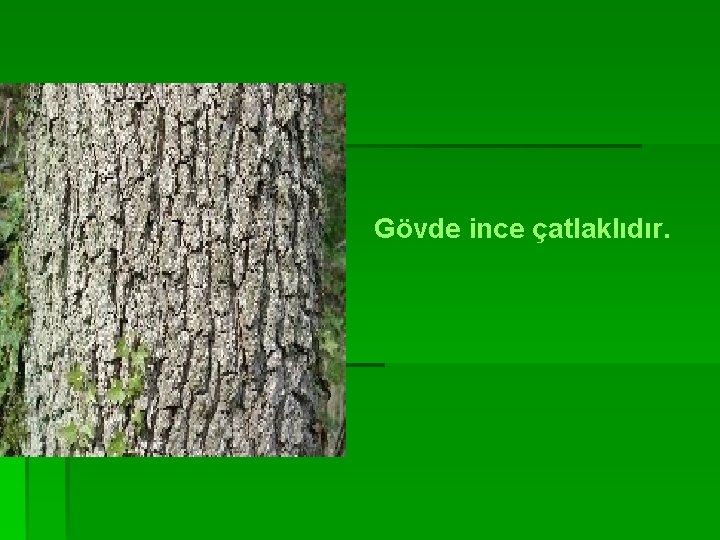 Gövde ince çatlaklıdır. 