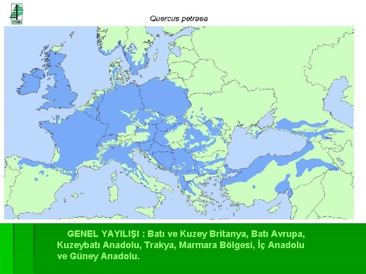 GENEL YAYILIŞI : Batı ve Kuzey Britanya, Batı Avrupa, Kuzeybatı Anadolu, Trakya, Marmara Bölgesi,