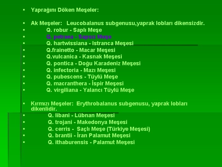 § Yaprağını Döken Meşeler: § § § Ak Meşeler: Leucobalanus subgenusu, yaprak lobları dikensizdir.