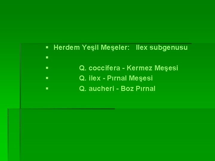 § Herdem Yeşil Meşeler: Ilex subgenusu § § Q. coccifera - Kermez Meşesi §