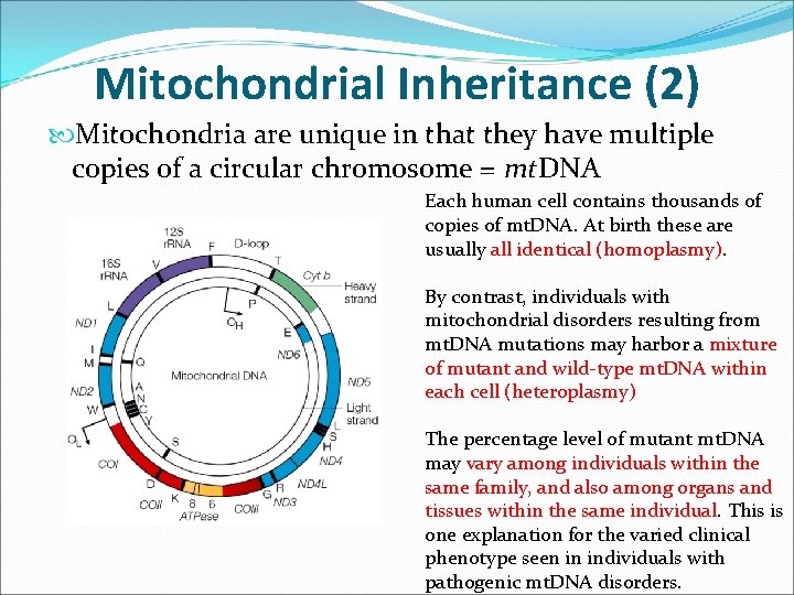 Mitochondrial Inheritance (2) Mitochondria are unique in that they have multiple copies of a Mitochondrial Inheritance (2) Mitochondria are unique in that they have multiple copies of a