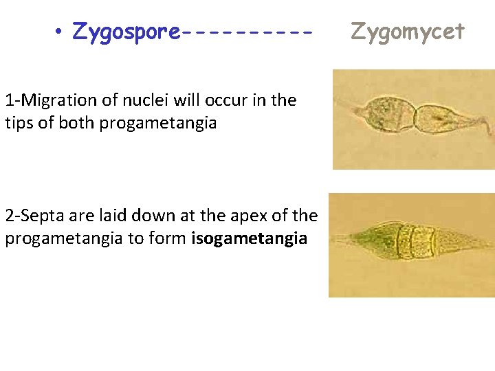  • Zygospore-----1 -Migration of nuclei will occur in the tips of both progametangia