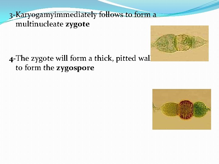 3 -Karyogamyimmediately follows to form a multinucleate zygote 4 -The zygote will form a