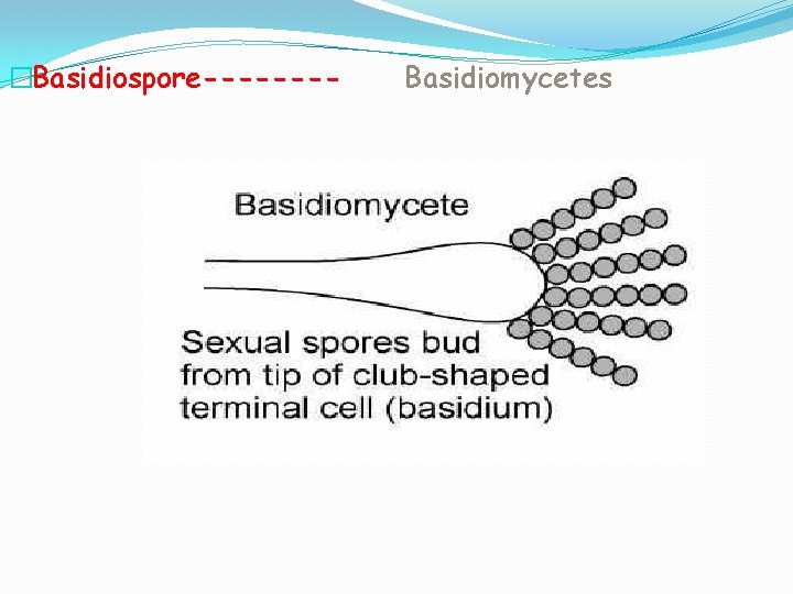 �Basidiospore---- Basidiomycetes 