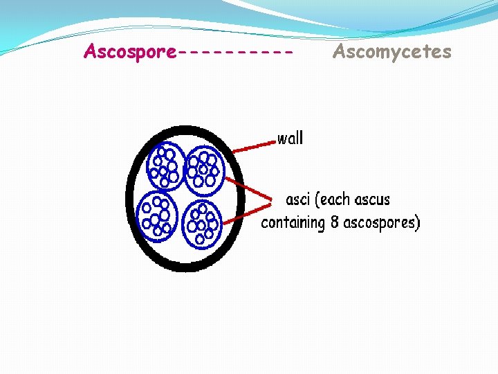 Ascospore----- Ascomycetes 