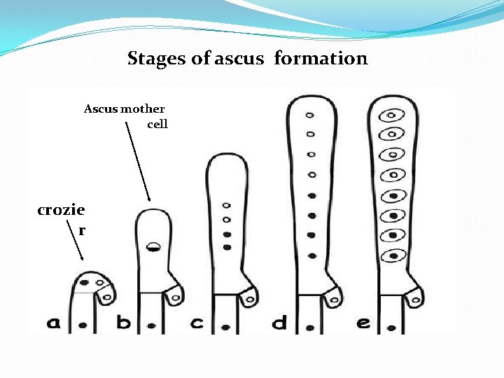 Stages of ascus formation Ascus mother cell crozie r 