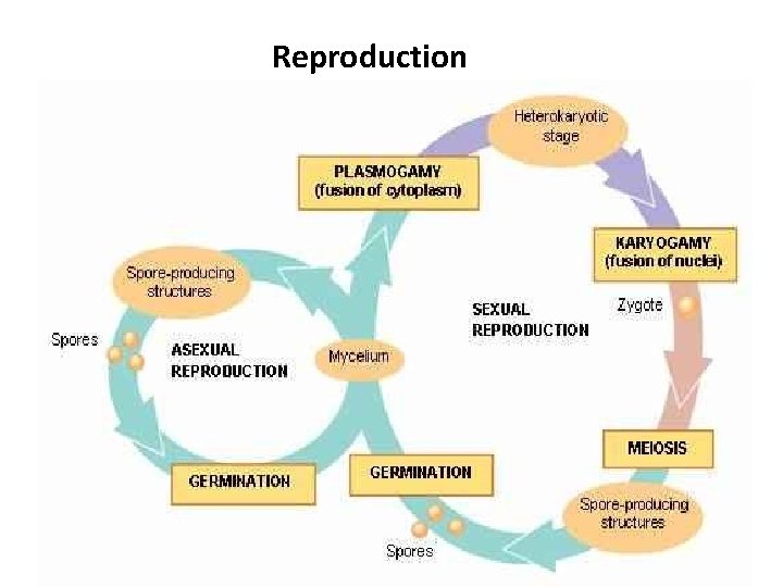 Reproduction 