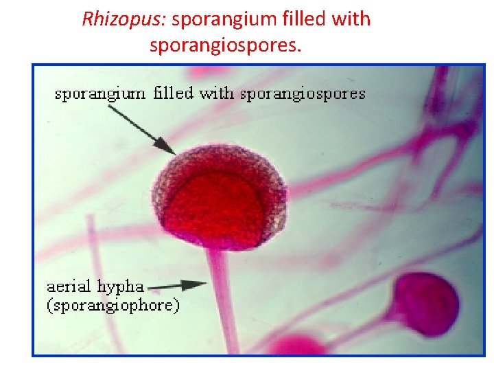 Rhizopus: sporangium filled with sporangiospores. 