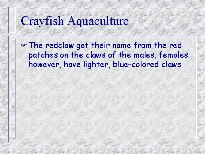 Crayfish Aquaculture F The redclaw get their name from the red patches on the