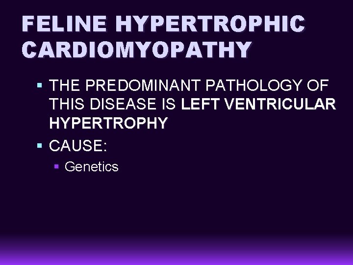 FELINE HYPERTROPHIC CARDIOMYOPATHY § THE PREDOMINANT PATHOLOGY OF THIS DISEASE IS LEFT VENTRICULAR HYPERTROPHY