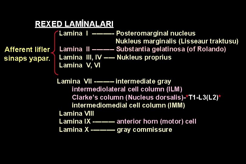 REXED LAMİNALARI Afferent lifler sinaps yapar. Lamina I ----- Posteromarginal nucleus Nukleus marginalis (Lisseaur